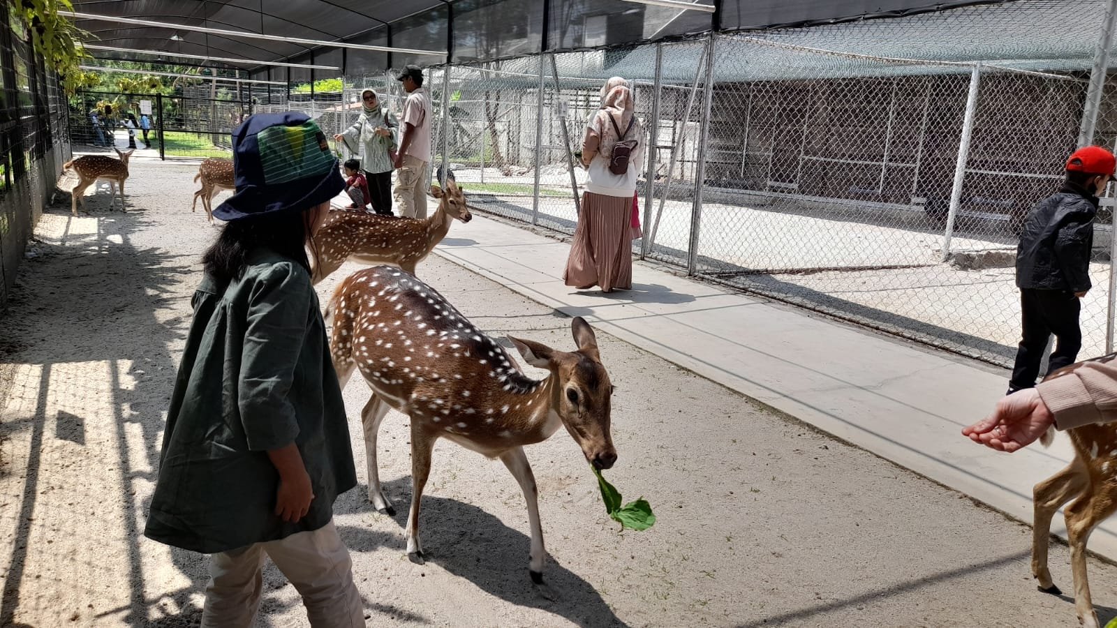 Libur Akhir Pekan ke Jasmine Park, Bercengkerama dengan Rakun dan Rusa