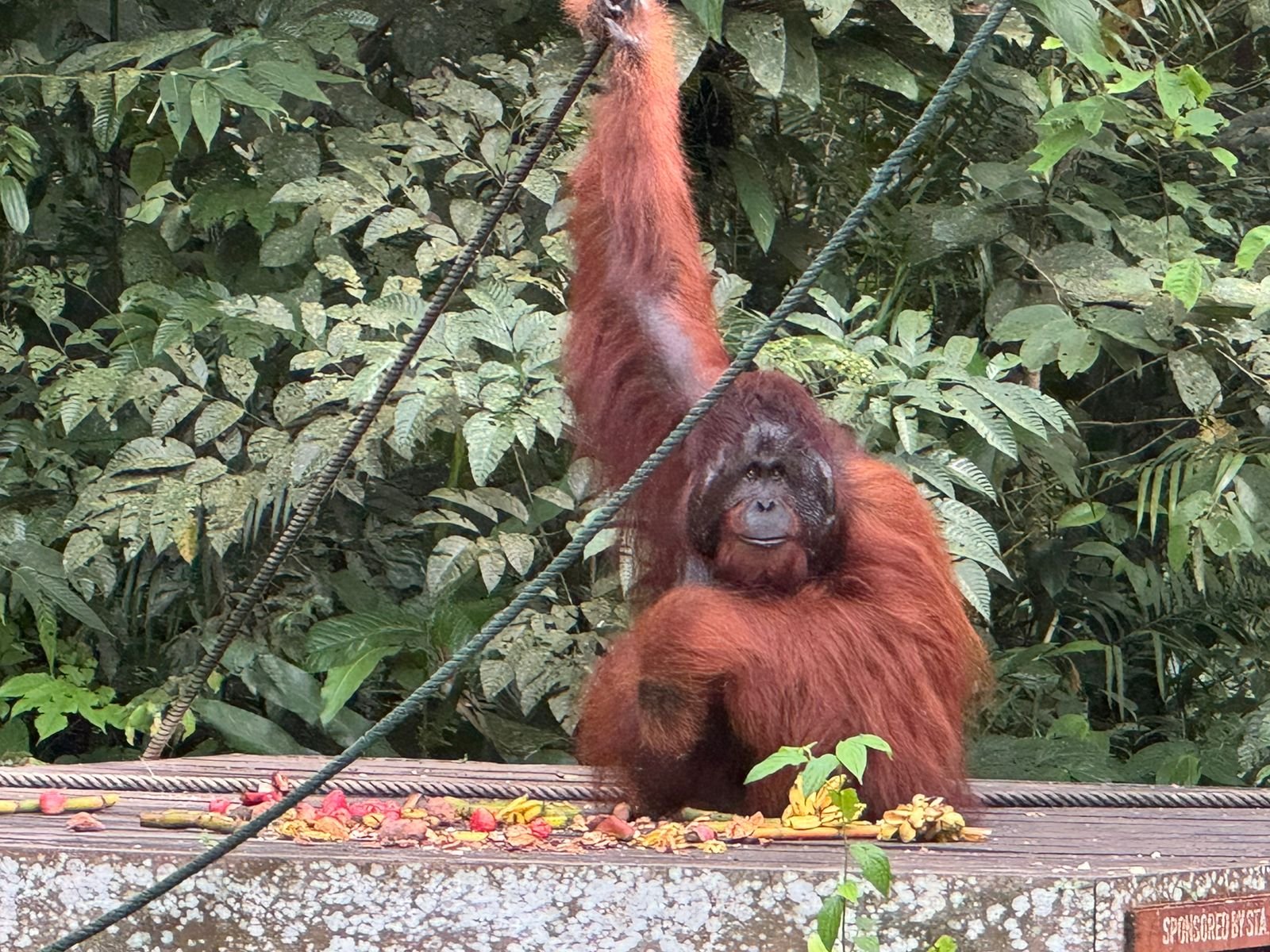 Melihat dari Dekat Kehidupan Orangutan di Hutan Semenggoh Sarawak Malaysia