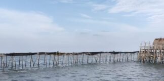 Jaringan Rakyat Pantura : Tanggul Laut untuk Mencegah Abrasi hingga Mitigasi Tsunami